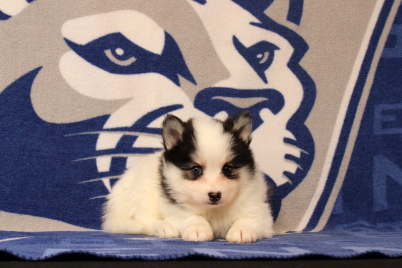 puppy, for, sale, Pomsky, Matthew B. Stoltzfus, dog, breeder, Gap, PA, dog-breeder, puppy-for-sale, forsale, nearby, find, puppyfind, locator, puppylocator, aca